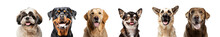 Happy Dogs Portrait ​​collection For Decorating Projects, Png,   Isolated On Transparent Background. Generative AI