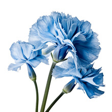 Blue Flower Isolated On Transparent Background Cutout