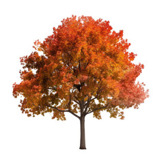 autumn maple tree isolated on transparent background cutout