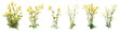Set of Rapeseed flowers with isolated on transparent background. PNG file, 3D rendering illustration, Clip art and cut out
