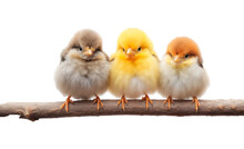 Three Cute Little Baby Birds Sitting On A Tree Branch Outside In The Nature. Png With Transparent Background. Generative AI