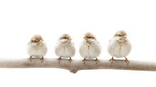 Four Cute Little Baby Birds Sitting On A Tree Branch Outside In The Nature. Png With Transparent Background. Generative AI