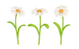 Fototapeta  - 3D Cute colorful daisy flower. Chamomile in cartoon style. Vector illustration
