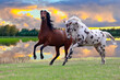 horse on a meadow, two horses spotted and bay in a meadow by the lake play together, 