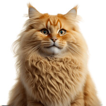 Portrait Of An Orange Tabby Cat Isolated On White Background, Generative AI