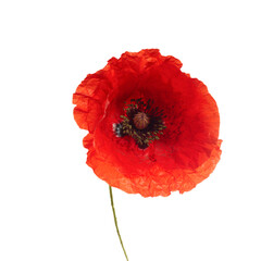 Wall Mural - Bright red poppy flower isolated on white background