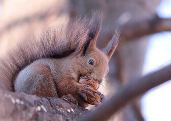 Wall Mural - 
Portrait of a little squirrel with a nut in its paws....
