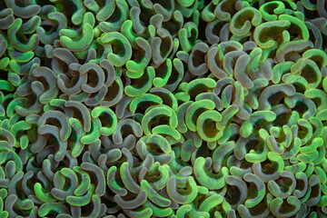 Detail of an anchor coral, Euphyllia ancora, growing on a coral reef in Komodo National Park, Indonesia. This tropical region is home to an extraordinary number of coral species.