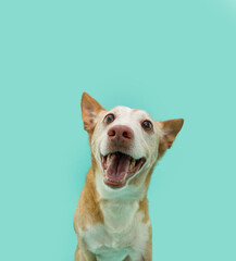 Wall Mural - Portrait happy smiling andalusian hound dog. Isolated on blue background