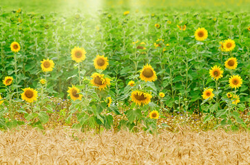 Canvas Print - Gold and green fields of grain and sunflowers.