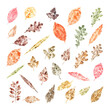 Set of autumn leaves imprints isolated on transparent background. Fall colorful dry leaves. Watercolor illustration of leaf silhouettes for posters, texture, frame, cards