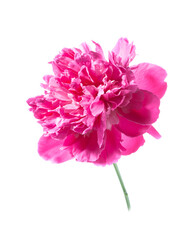 Wall Mural - Pink peony flower isolated on white background. Beautiful blooming peony.