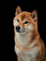 Wall Mural - dog on a black background. Attentive pet. Beautiful shiba inu in the studio