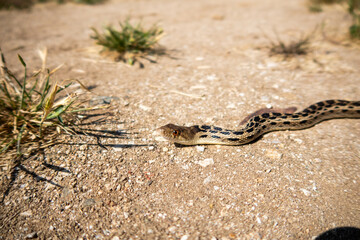 A Gopher Snake Thermoregulating in the sun.