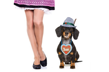 Wall Mural - bavarian dachshund or sausage  dog with  gingerbread with owner  isolated on white background , ready for the beer celebration festival in munich