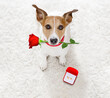 © Designpics - jack russel dog in love , proposing for marriage or wedding to bride with red flower rose in mouth and engagement  gold ring