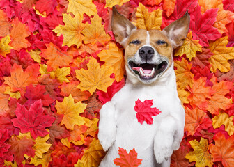 Sticker - jack russell dog , lying on the ground full of fall autumn leaves,laughing out loud  lying on the back torso