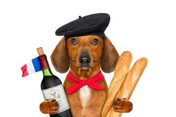 dachshund sausage dog with beret hat, isolated on white background,with red wine and baguette and french hat and flag