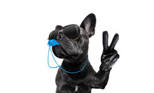 Referee Arbitrator Umpire French Bulldog Dog Blowing Blue Whistle In Mouth  Whit Peace Or Victory Fingers , Isolated On White Background
