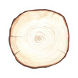 Watercolor cross section of oak grove tree showing growth rings. Textured wood hand-drawn illustration isolated on white background. Rustic board perfect for card, design, hike and walks, eco style.