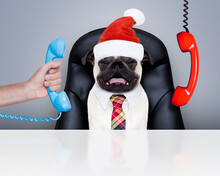 Office Businessman Pug  Dog  As  Boss And Chef , Busy And Burnout , Sitting On Leather Chair And Desk, Telephones Hanging Around, On Christmas Holidays Vacation With Santa Claus Hat