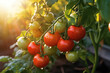 Mit Morgentau benetzte Tomaten hängen im Sonnenschein am Tomatenstrauch, Generative AI.