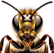 Close Up Macro Portrait Of A Bee Face Isolated On White Background As Transparent PNG, Generative AI