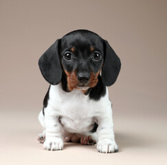 Wall Mural - Cute little dachshund puppy on a beige background