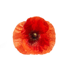 Wall Mural - Bright red poppy flower isolated on white background