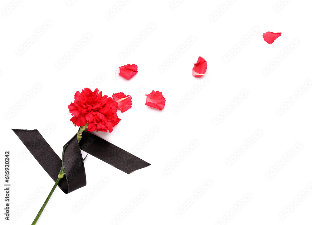 Red carnation with petals and black ribbon on white background