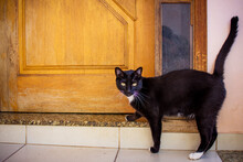 Medium Black Cat With Some White Spots Standing In Front Of The Wooden Door Of A House.