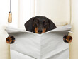 funny   sausage dachshund dog sitting on toilet and reading magazine or newspaper with constipation, blank empty paper