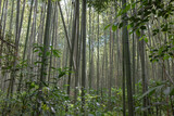 Fototapeta  - bamboo forest