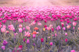 Fototapeta Tulipany - Różowe tulipany. Kwiaty wiosenne, polana tulipanów