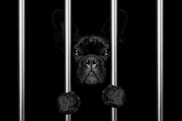 Wall Mural - criminal french bulldog dog  behind bars in police station, jail prison, or shelter  for bad behavior