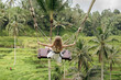 © Julija - Bali swinging over Terrace rice fields, Ubud, Bali, Indonesia.