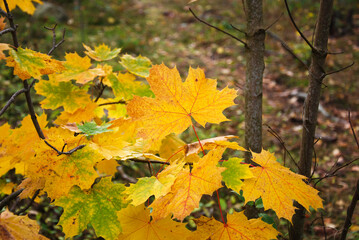 Wall Mural - Group of fall season colored maple leaves