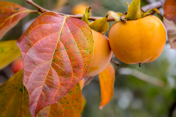 Wall Mural - A persimmon fruits on a branch with colorful leaves in fall.