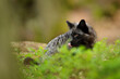 A licking black fox hidden in the grass in the middle of the forest