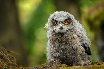 Poster - Detail closeup look on Eurasian eagle-owl chick in the forest with blurred backdound