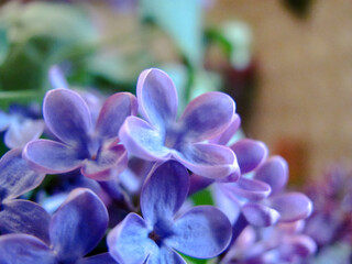 Poster - violet florets of the blossoming lilac close view