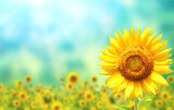 Fototapeta Kwiaty - Bright yellow sunflower on blurred sunny background of green and blue color. Mock up template. Copy space for text