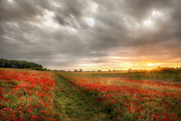 Canvas Print - Path through wild poppies at dawn. Sunrise breaks over poppy field in rural Norfork UK.