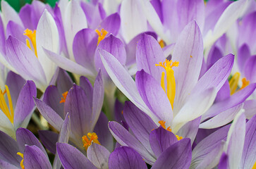 Wall Mural - Photo close small spring flowers crocuses. They can be white, purple, yellow