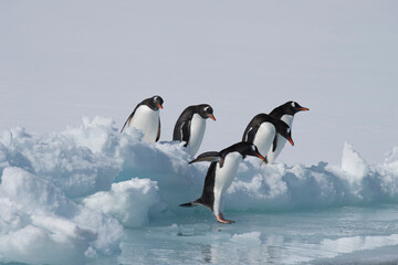 Sticker - Gentoo Penguins playing on the ice Cuvervile Island, Antarctica