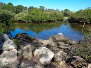 Wall Mural - river in the forest