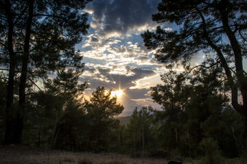 Canvas Print - firs tall trees forests and woodlands from Antalya