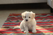 White puppy maltese dog sitting on red carpet