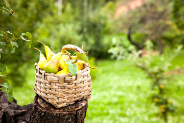 Canvas Print - Autumn nature concept. Fall pears on wood. Thanksgiving dinner