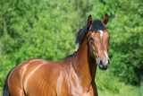Fototapeta Konie - portrait of young  sportive stallion